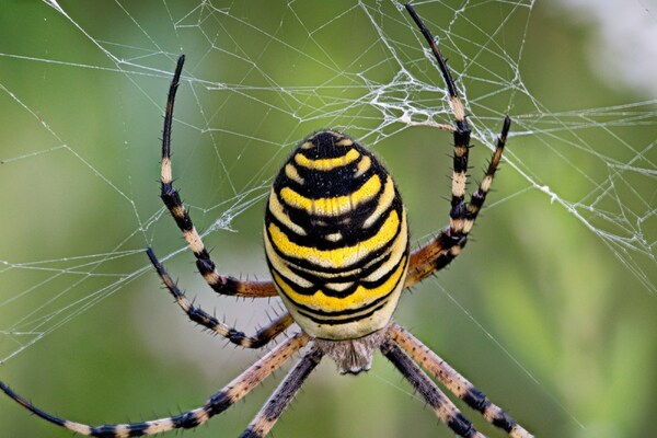 Vastu Tips Spider Web: সংসারে ডেকে আনছেন মহা বিপদ! মাকড়সার ঝুল জমে বাড়িতে? কোনদিকে? জেনে নিন বাস্তুমতে কী করা উচিত