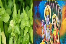শুকনো তুলসিপাতাতে বাজিমাত! ৬টি সুপারহিট টোটকায় মা লক্ষ্মী-ভগবান বিষ্ণুর কৃপা
