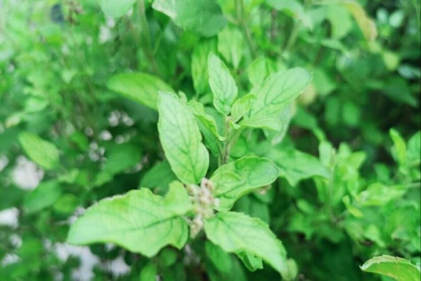 বাস্তুশাস্ত্র অনুযায়ী তুলসি গাছের সংসারে বিরাট ভূমিকা আছে ৷ তবে আবহাওয়ার পরিবর্তনের কারণে অনেক সময়ে শুকিয়ে যেতে পারে তুলসি গাছ ৷ এতে আতঙ্কিত হওয়ার কোনও কারণে নেই ৷ প্রতীকী ছবি ৷