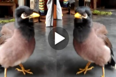 Viral Video Bird Viral