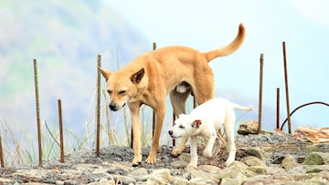 মাঝেমাঝেই কুকুর মাটি খোঁড়ে, কখনও এর কারণ ভেবে দেখেছেন? রয়েছে আশ্চর্য কারণ মাঝেমাঝেই কুকুর মাটি খোঁড়ে, কখনও এর কারণ ভেবে দেখেছেন? রয়েছে আশ্চর্য কারণ