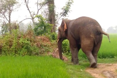 দাঁতালের দাপটে নষ্ট ফসল