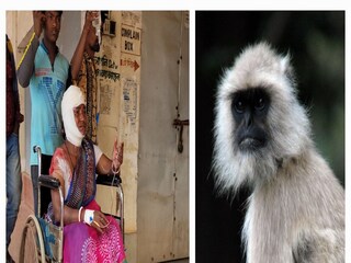 West Midnapur News: শুক্রবার বেলদা কলেজ রোড এলাকায় এক মহিলা-সহ মোট চার জনের উপর আক্রমণ চালায় একটি হনুমান।