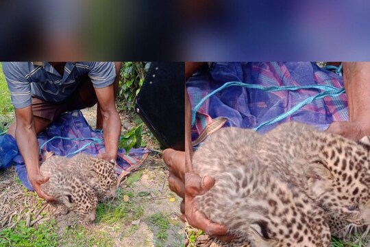চা বাগান এলাকায় লেপার্ড শাবক দেখতে ভিড় স্থানীয়দের