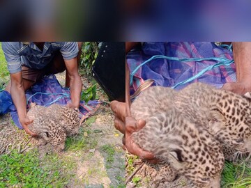 চা বাগান এলাকায় লেপার্ড শাবক দেখতে ভিড় স্থানীয়দের চা বাগান এলাকায় লেপার্ড শাবক দেখতে ভিড় স্থানীয়দের