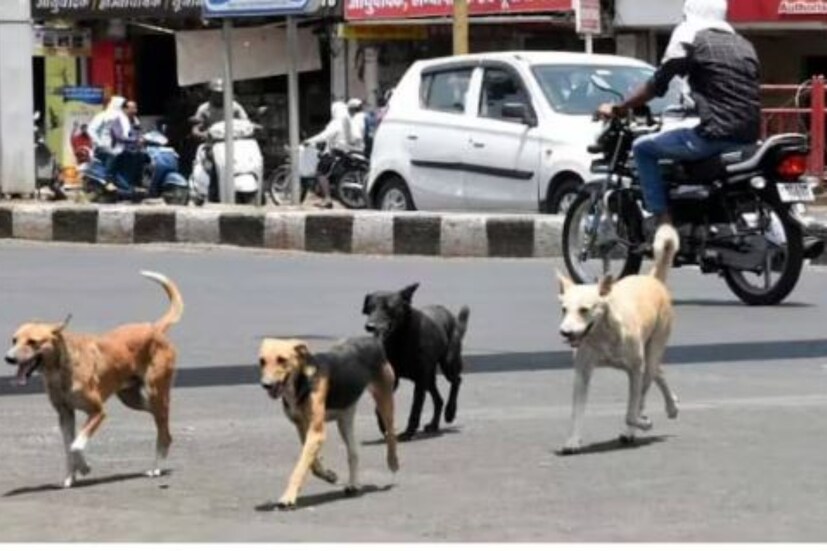 এবার সেই সাইকেল কিংবা গাড়ি যখন আমরা চালিয়ে নিয়ে যাই, তখন অন্য পাড়ার কুকুর সেই প্রস্রাবের গন্ধ পেয়ে যায়।(প্রতীকী ছবি)