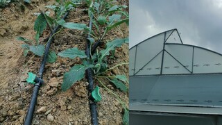 প্রটেক্টেড কাল্টিভেশন বা সেড নেট এর মাধ্যমে চাষ করলে পাওয়া যাবে অনুদান