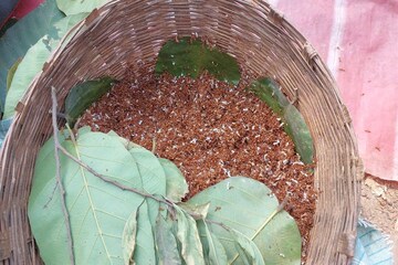 পিঁপড়ের