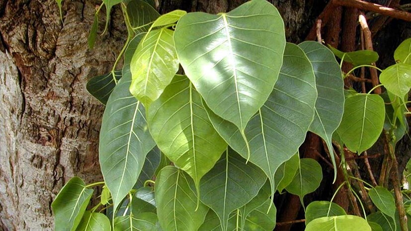 অশ্বত্থ গাছ একটি পবিত্র গাছ হিসেবে ধরা হয়। তবে বাড়িতে এই গাছ থাকলে আয় উন্নতি থেমে যায়। photo source collected 