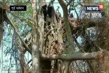 বারে বারে জ্বলে উঠছে শতাব্দী প্রাচীন বটগাছ! রহস্যময় আগুন ঘিরে ঘনাচ্ছে সংশয়