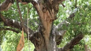 বারাবাঙ্কি... ইতিহাসের সাক্ষী দেয়! 