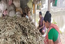 নতুন দিশা দেখাচ্ছেন মহিলারা, তেজপাতা শুকিয়ে প্যাকেট করে আয় করছেন বিপুল টাকা