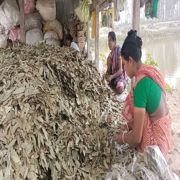 রন্ধন প্রক্রিয়ার এক অন্যতম উপকরণ হল তেজপাতা। অত্যন্ত জরুরী এই উপকরণটি স্বল্পদামে মেলে পাড়ার দোকান থেকে  হাট বাজারে সর্বত্র। আর এই তেজপাতাই বর্তমানে বিকল্প কর্মসংস্থানের পথ দেখাচ্ছে উত্তর দিনাজপুর জেলার রায়গঞ্জ কালিয়াগঞ্জ ও হেমতাবাদ ব্লকের বাসিন্দাদের।