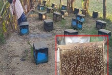 মধু চাষ করে বিপুল টাকা আয় করছেন, আপনিও হতে পারেন বিপুল টাকার মালিক