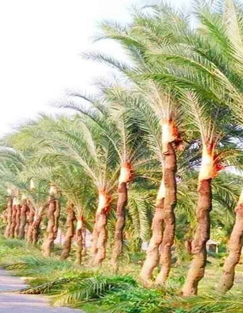খেজুর গাছ বাড়িতে লাগালে আর্থিক সংকটে পড়তে হবে। photo source collected 