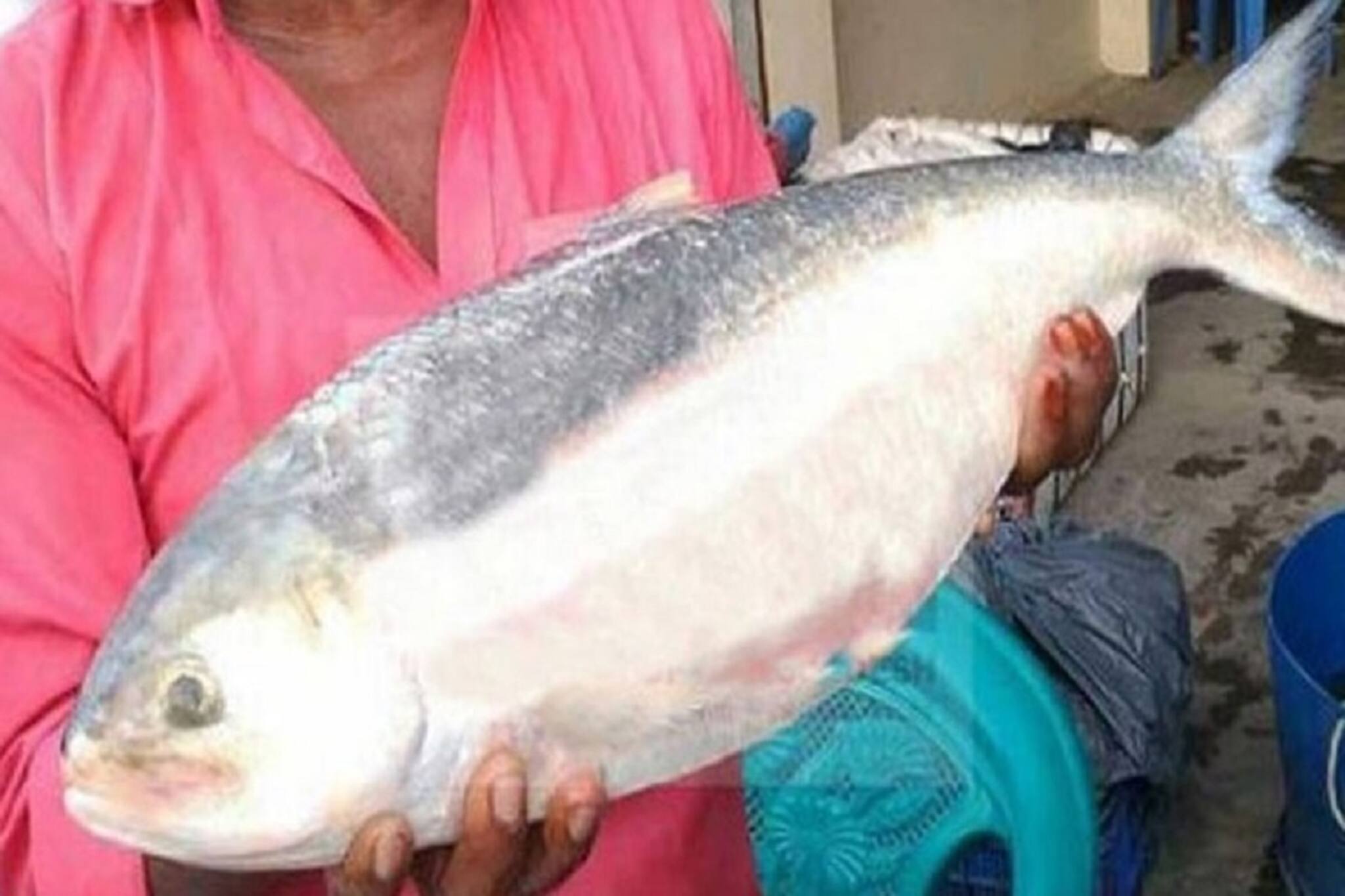 জালে উঠল ৩ কেজির বিরাট ইলিশ! দাম উঠল কত? শুনলেই চক্ষুছানাবড়া