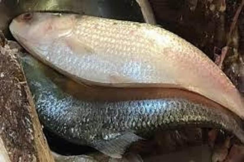 এমনিতেই বড় ইলিশের স্বাদে পাগল বাঙালি। আর সেই মাছ যদি মেলে দিঘাতেই, তাহলে তো কথাই নেই। এক-দুই নয়, এবার চার কেজি ওজনের এক ইলিশ ধরা পড়েছিল দিঘার সমুদ্রে। চকচকে রুপোর মতো গোটা শরীর। মাছটি মাথা থেকে লেজ পর্যন্ত প্রায় ২ ফুট লম্বা। অন্যান্য ইলিশ মাছের সঙ্গেই এই ইলিশ মাছটিও আসে দিঘা মোহনায়। তবে মাছটির আকার আয়তন দেখেই সকলের তাক লেগে গিয়েছিল।
