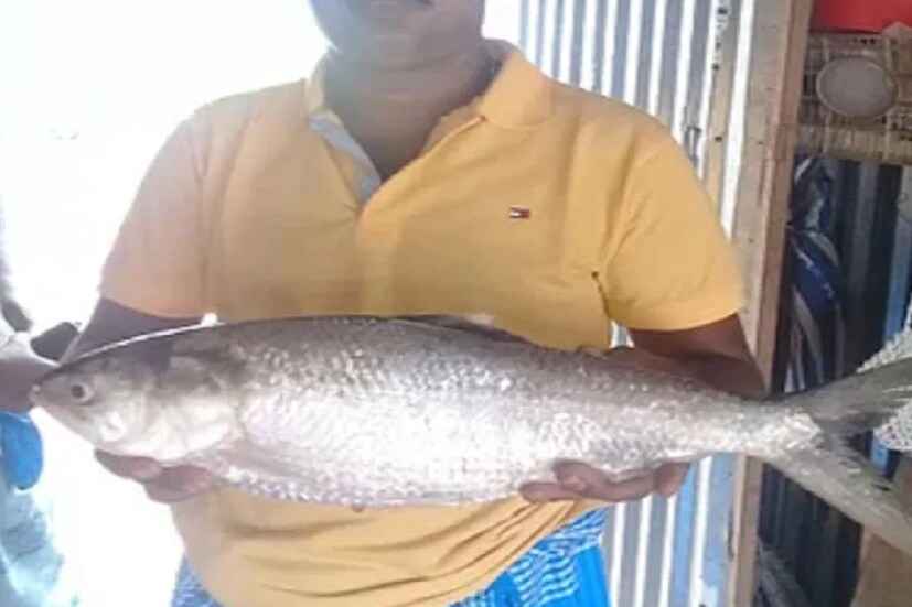 স্বাভাবিক ভাবেই ওই মাছটি দেখতে ভিড় জমে যায় গোটা এলাকায়। দিঘায় বেড়াতে যাওয়া পর্যটকদেরও অনেকে ছুটে এসেছিলেন সেখানে। যদিও এই ইলিশ মাছ কেনার সাধ্য অনেকের ছিলই না। তাই মোবাইলে ছবি তুলে নিয়ে ক্ষান্ত থাকতে হয় অনেককে।