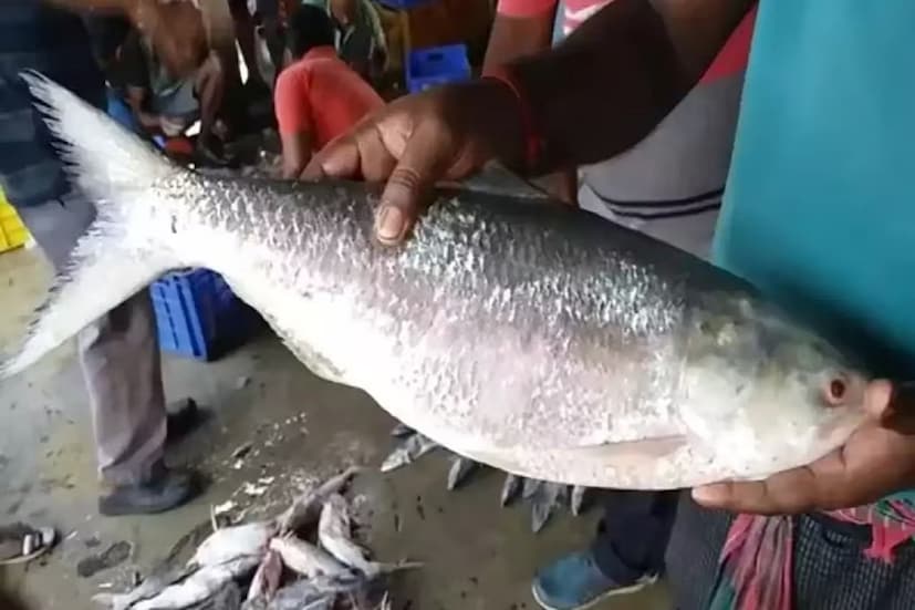 দিঘা মোহনার ‘মা জাহ্নবী’ আড়তে ৪ কেজি ৩০০ গ্রাম ওজনের ঢাউস আকারের ইলিশটি উঠেছিল। অন্যান্য মাছের মধ্যে ইলিশটিকে মহারাজের মতো সাজিয়ে রেখেছিলেন আড়ৎদার যামিনী হাজরা। স্বাভাবিকভাবেই সকলেরই চোখ আটকে যাচ্ছিল ইলিশটিতে।