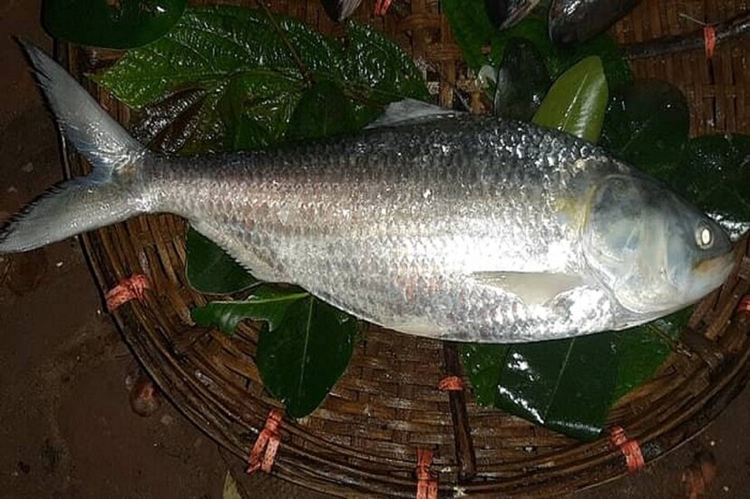 আবার বাংলাদেশের মৎস্যজীবীরা বলছেন, ২০১৬ সালে মেঘনা নদীতে জেলেদের জালে সাড়ে তিন কেজি ওজনের বিশাল আকারের একটি ইলিশ মাছ ধরা পড়েছিল। স্থানীয় জেলেরা জানিয়েছিলেন, বিগত ৫০ বছরেও তাঁরা এত বড় ইলিশ মাছ চোখে দেখেননি।