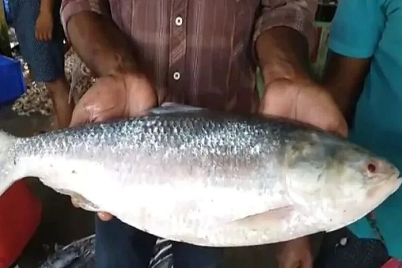 বিশাল সাইজের ইলিশটি বিক্রি হয়েছিল ১২ হাজার ২০০টাকায়। মৎস্যজীবীরা জানিয়েছেন, এ ধরনের বড় ইলিশ আশির দশকে পাওয়া যেত। তবে এখন আর তেমন দেখতে পাওয়া যায় না।
