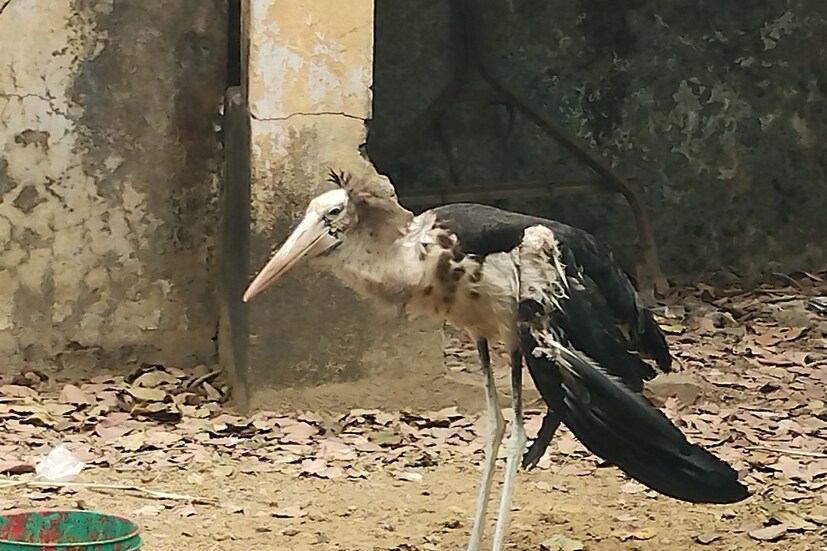 রয়্যাল সোসাইটির জার্নাল ‘দ্য প্রসিডিংস’ জানাচ্ছে, পাখিদের সংসার ভাঙার প্রবণতা বেড়েছে। বাড়ছে স্বামী-স্ত্রীর ঝামেলা। 