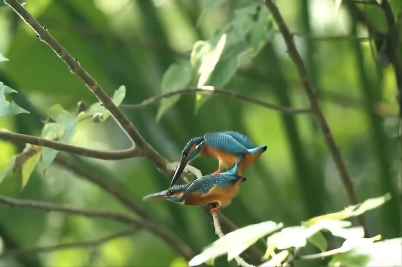 বিজ্ঞানীদের দাবি, সাধারণত পরিযায়ী পাখিদের ডিভোর্সের সংখ্যা বেশি। কারণ সঙ্গী বা সঙ্গীনি দূরে গিয়ে আর ফিরছে না। সেখানেই অন্য সঙ্গীকে নিয়ে সংসার করছে।