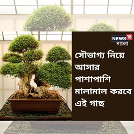 সৌভাগ্য নিয়ে আসার পাশাপাশি এই গাছ মালামাল করবে আপনাকে!