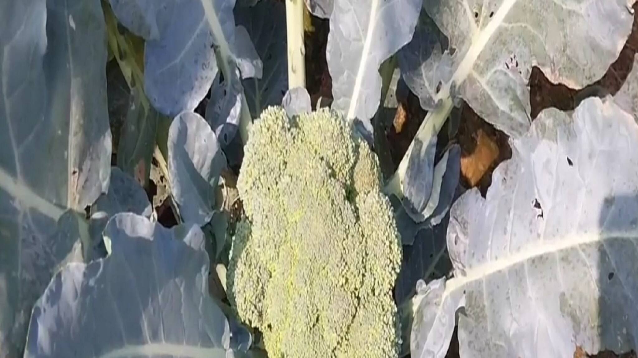 West Midnapore News: লাভজনক হচ্ছে না ধান চাষ, বিকল্প হিসেবে ব্রকলি চাষ করছেন চাষিরা