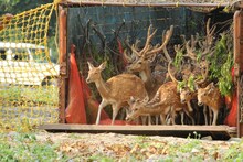 চিতল হরিণ এনে বাঘেদের খাবার সুনিশ্চিত করল বক্সা বনের অধিকর্তারা