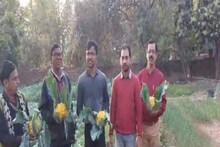 শুষ্ক জমিতে অল্প জলে চলছে রঙিন ফুলকপির চাষ, লক্ষী লাভ হচ্ছে কৃষকদের