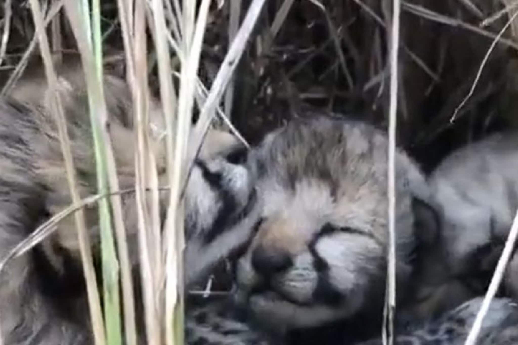 সত্তর বছর পর ভারতের মাটিতে জন্মাল চিতা! আজ গোটা দেশে আনন্দের দিন