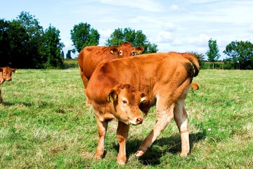 টেস্ট টিউব পদ্ধতিতে এবারে দেশি গরুর প্রজাতি, মিলবে প্রচুর ও উন্নত মানের দুধ