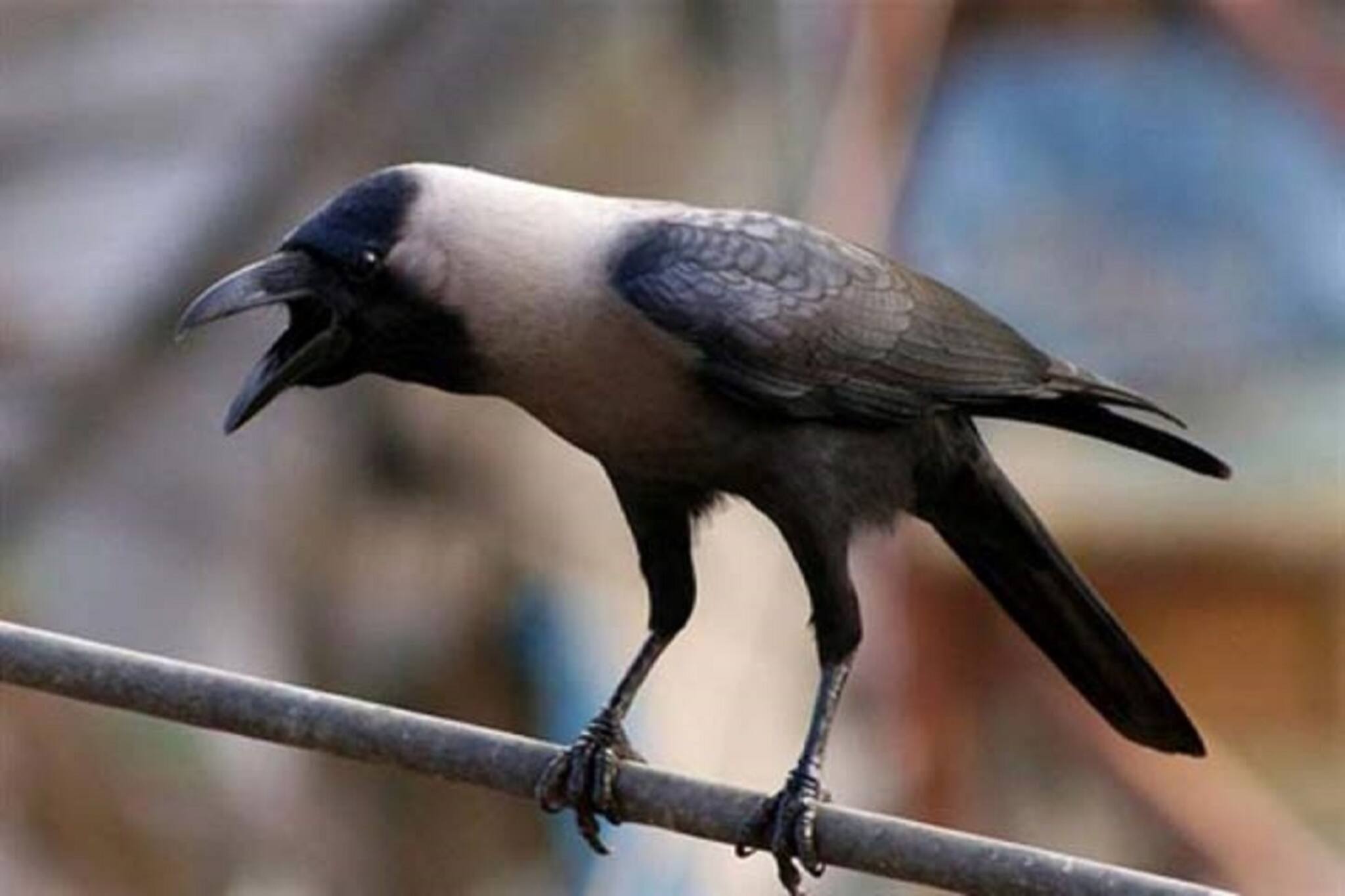 কাক অস্বাভাবিক ডাকাডাকি করছে? কারও মৃত্যুখবর এনেছে? যা বলছে শাস্ত্র