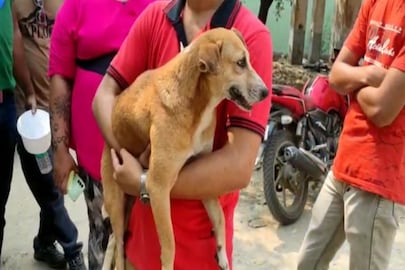 আক্রান্ত কুকুর
