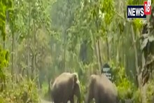 রাস্তায় দুই হাতির বসন্ত প্রেম, দেখুন ভিডিও
