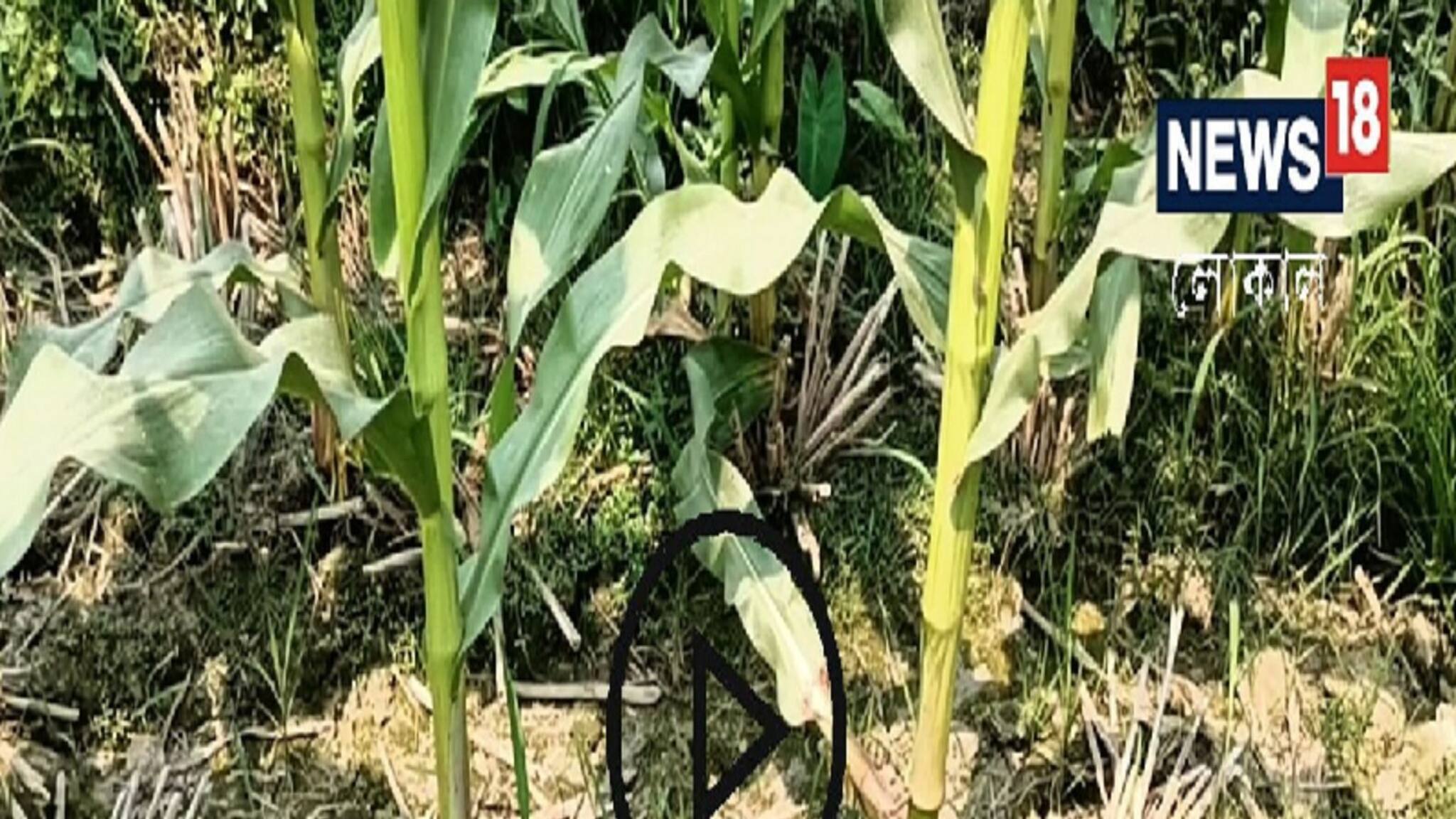 New Cultivation Method: বিশেষ এই চাষাবাদ পদ্ধতি সম্পর্কে জেনে নিন, সহজেই হতে পারবেন ব্যাপক লাভবান!