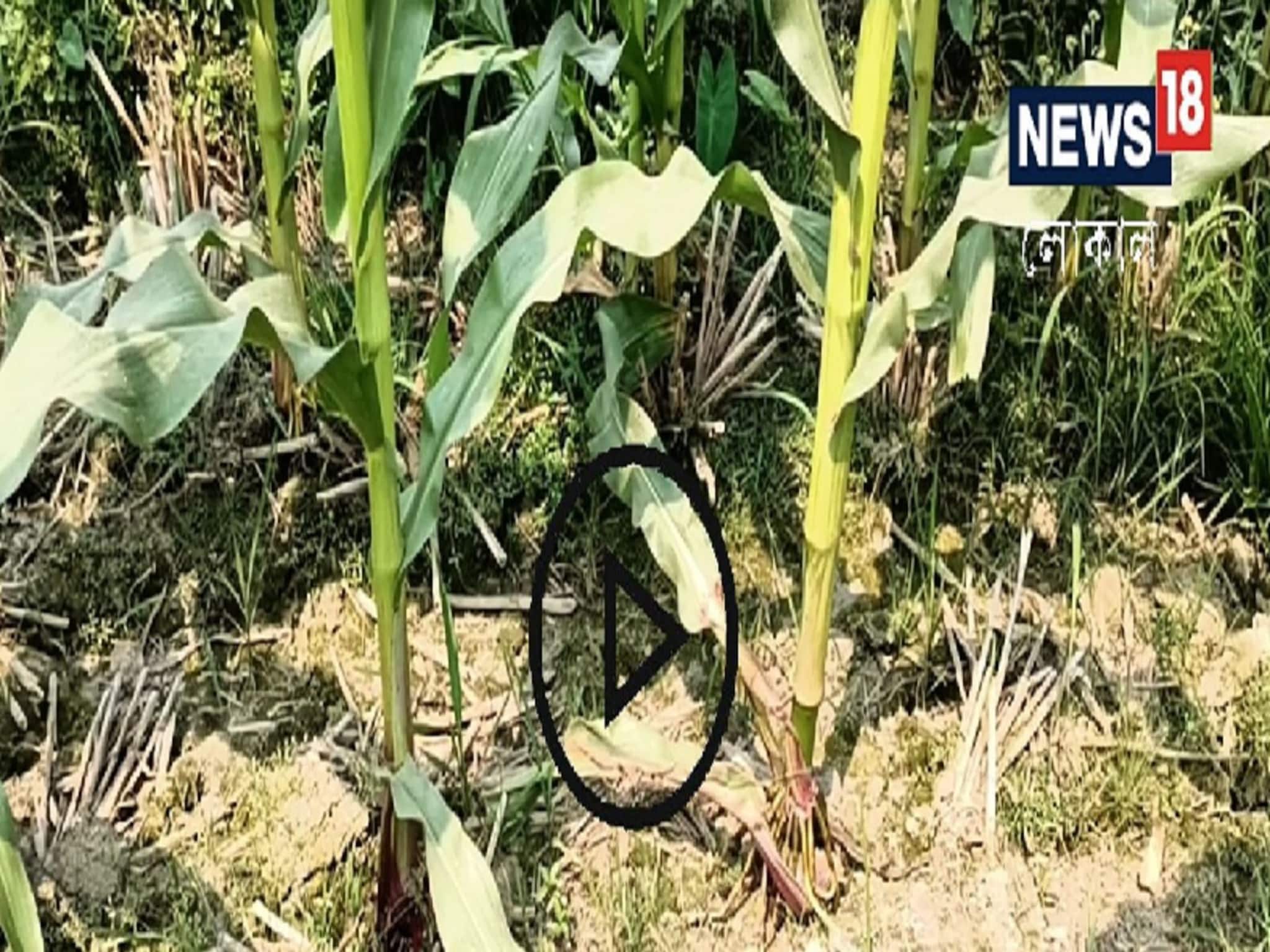 New Cultivation Method: বিশেষ এই চাষাবাদ পদ্ধতি সম্পর্কে জেনে নিন, সহজেই হতে পারবেন ব্যাপক লাভবান!