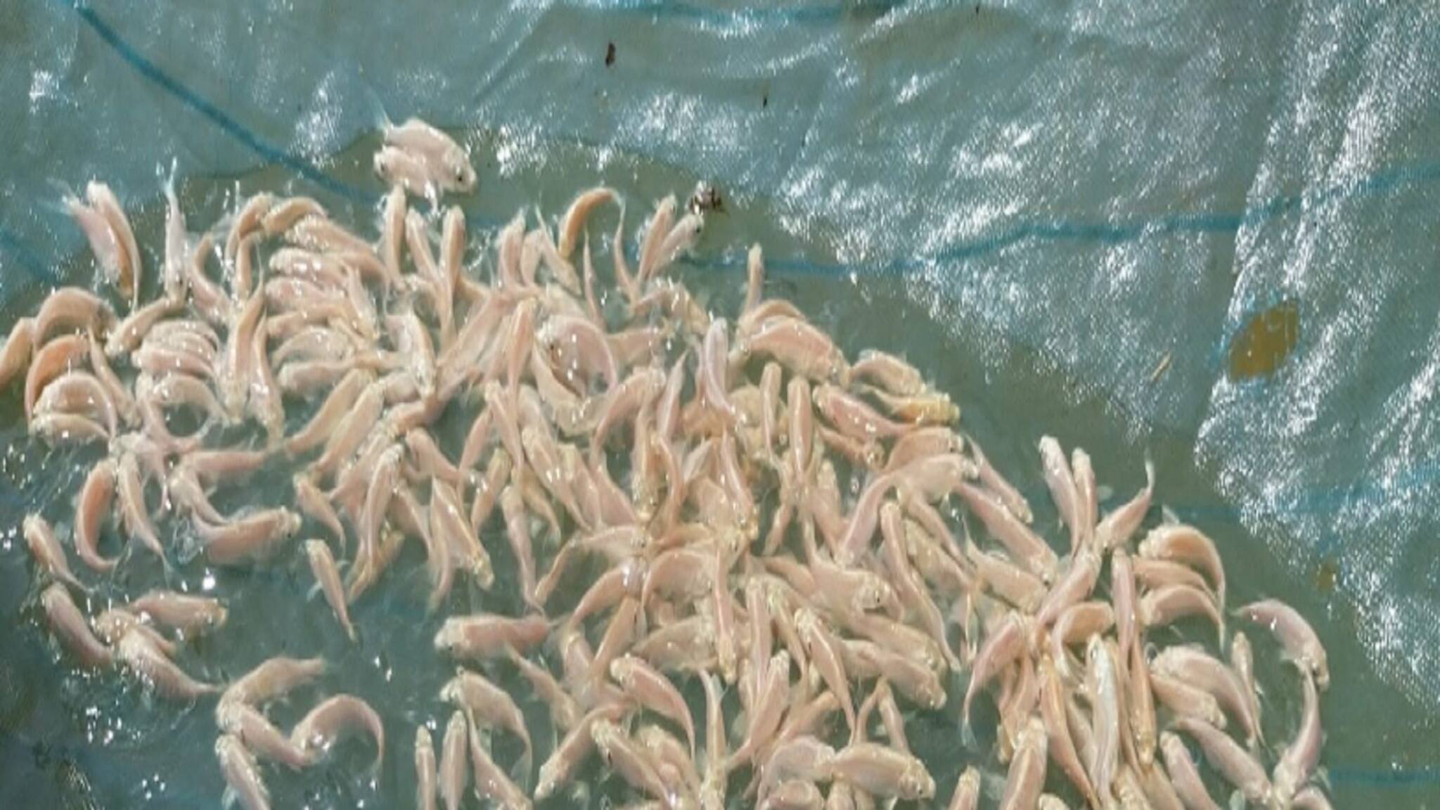 West Midnapore News: ধান চাষের বদলে শুরু হয়েছে রঙিন মাছ চাষ, কিন্তু কেন ?