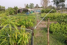 সেচ পদ্ধতির নাম ফোয়ারা, তাতেই মালামাল কৃষকরা!