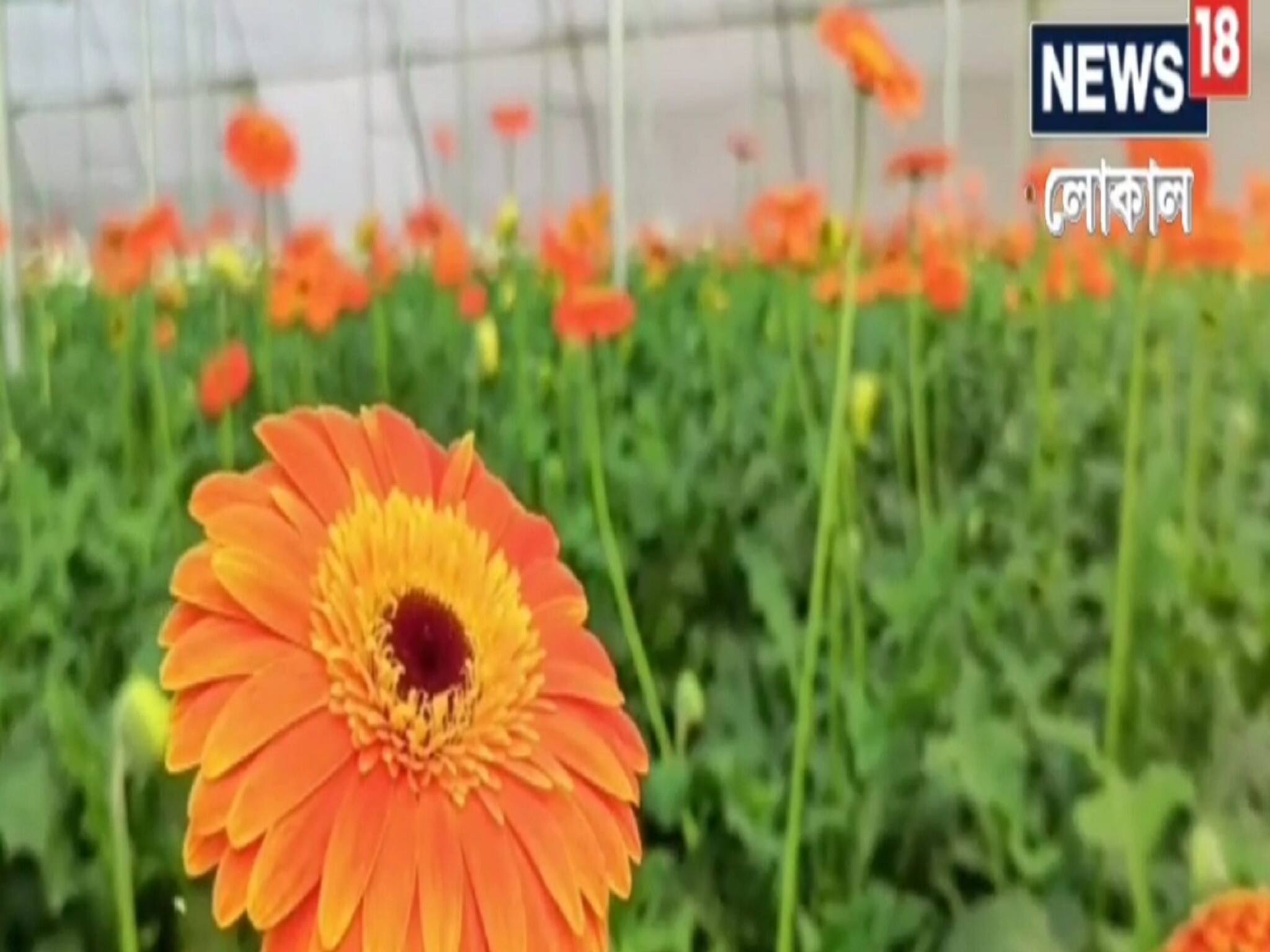 Bankura News: বাঁকুড়ার রাঙ্গামাটিতে বিদেশি জারবেরা ফুলের চাষ, লাভও হচ্ছে বিপুল