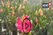জবা ফুল চাষ করেই হয়ে উঠুন বিপুল টাকার মালিক, দেখে নিন কী করতে হবে