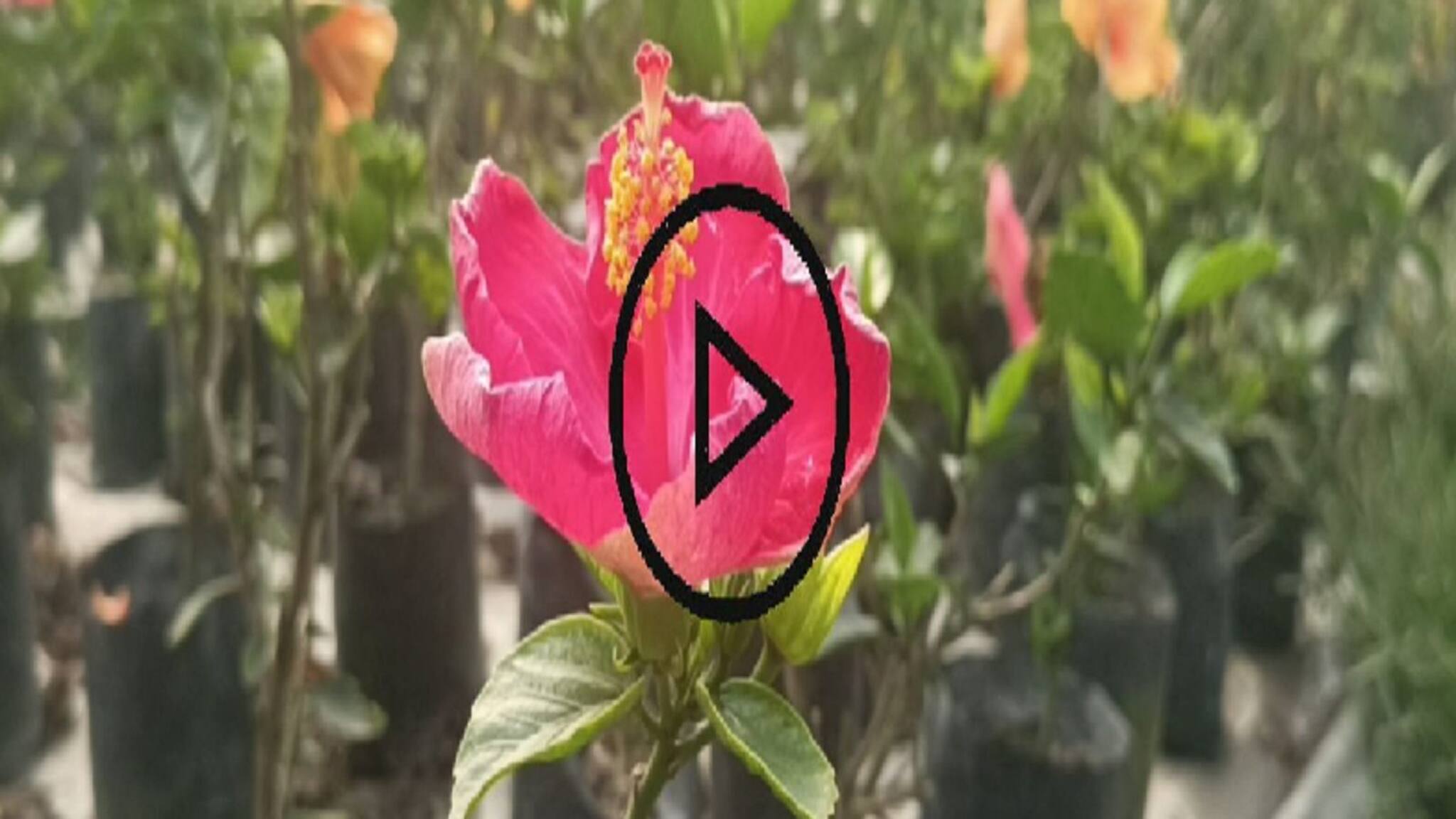 Hibiscus Harvesting: জবা ফুল চাষ করেই হয়ে উঠুন বিপুল টাকার মালিক, দেখে নিন কী করতে হবে