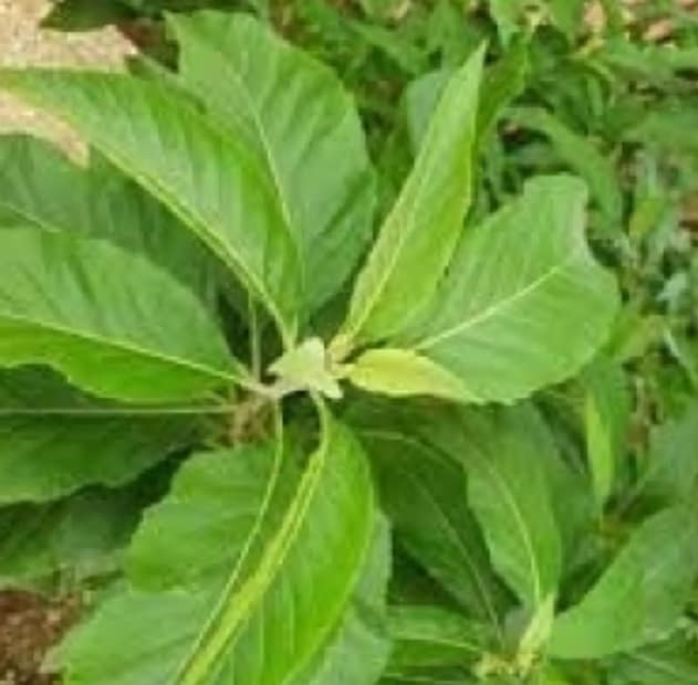 এনসিবিআই রিপোর্ট বলছে, বিশ্বের জনসংখ্যার প্রায় ৫ শতাংশই ডায়াবেটিসে আক্রান্ত। আবার বিশ্ব স্বাস্থ্য সংস্থার পরিসংখ্যান অনুযায়ী, বিশ্বের প্রায় ৪২.২ কোটি মানুষ ডায়াবেটিসে আক্রান্ত। এমনকী প্রতি বছর ডায়াবেটিসের কারণে প্রত্যক্ষ কিংবা পরোক্ষ ভাবে প্রায় ১৫ লক্ষ মানুষের মৃ্ত্যু হয়। এর মধ্যে যেটা সব থেকে উদ্বেগজনক, সেটা হল এই মুহূর্তে ভারতের অবস্থা সবথেকে শোচনীয়। কারণ বর্তমানে আমাদের দেশের প্রায় ৮ কোটি মানুষ ডায়াবেটিসে আক্রান্ত। এমনকী হিসেব বলছে, ২০৪৫ সাল নাগাদ ভারতে ১৩ কোটিরও বেশি মানুষ ডায়াবেটিসে আক্রান্ত হবে। ফলে ভারতকেই ‘ডায়াবেটিসের রাজধানী’ বলা হচ্ছে।