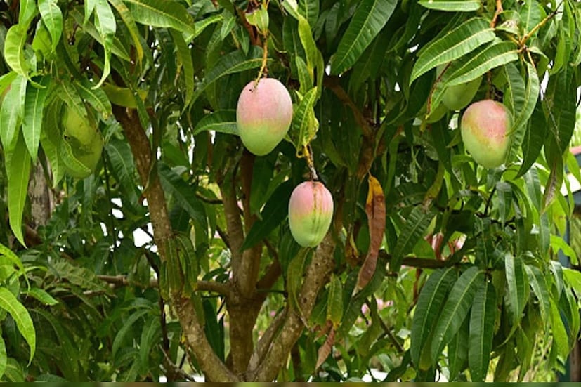 আম পাতার রস স্থূলতা প্রতিরোধে কার্যকরী হতে পারে। আম পাতায় থাকা উপাদান স্থূলতার পাশাপাশি মেটাবলিক সিনড্রোমে কার্যকরী হতে পারে।