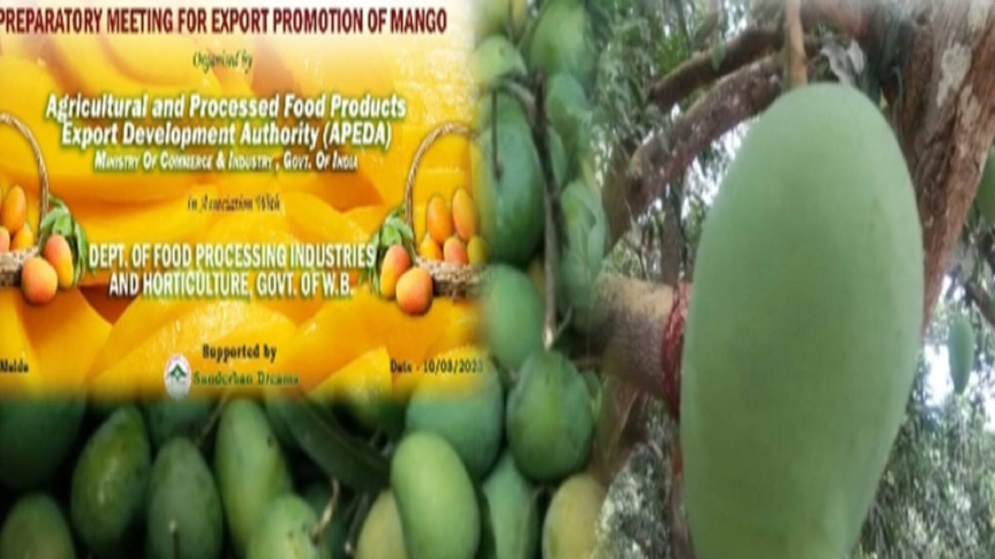 Malda Mango: শুরু তোড়জোড়, ৭৫ টি প্রজাতির আম পাঠানো হবে বিদেশে