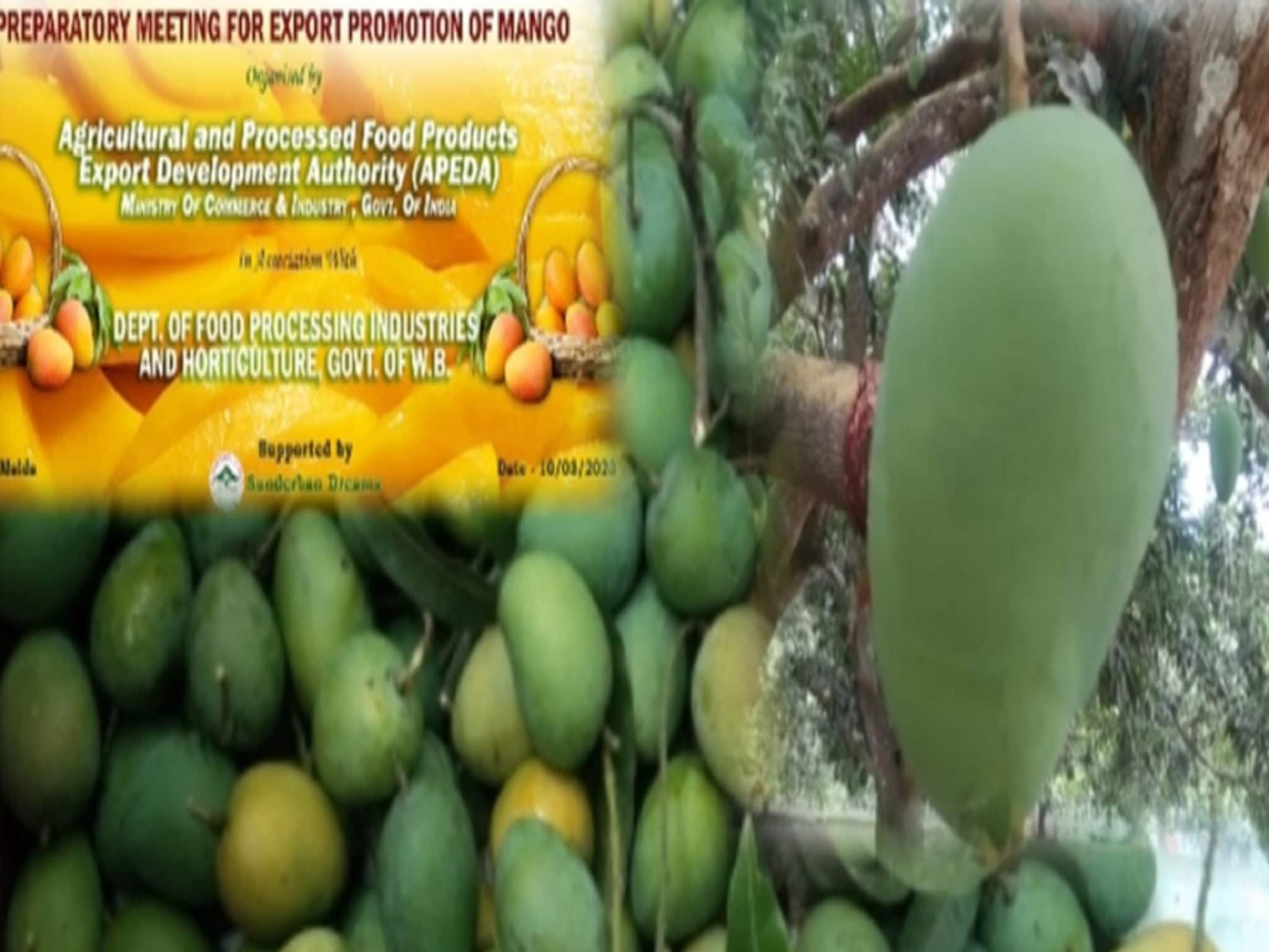 Malda Mango: শুরু তোড়জোড়, ৭৫ টি প্রজাতির আম পাঠানো হবে বিদেশে