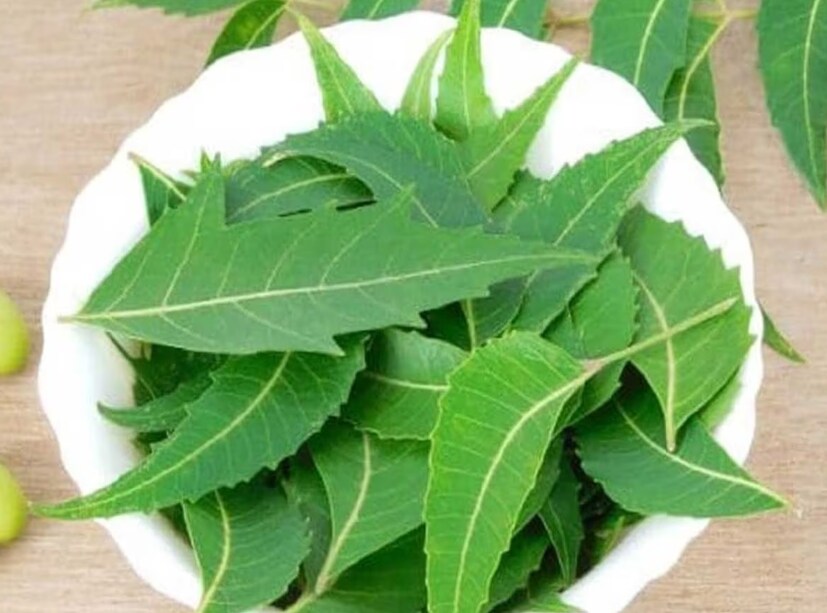 ডায়াবেটিস আসলে লাইফস্টাইলজনিত রোগ। এক্ষেত্রে রক্তে চিনির মাত্রা অর্থাৎ শর্করার মাত্রা বেড়ে যায়। কিন্তু জীবনযাত্রার ধরনের উন্নতি করলে ডায়াবেটিসও নিয়ন্ত্রণে রাখা সম্ভব। এনসিবিআই-এর একটি গবেষণায় দাবি করা হয়েছে যে, কিছু ভেষজ পাতা কাঁচা অবস্থায় চিবিয়ে খেলে  রক্তে শর্করার মাত্রা নিয়ন্ত্রণ করা সম্ভব। দেখে নেওয়া যাক, সেই ঘরোয়া টোটকাগুলির বিষয়ে।