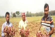পেঁয়াজের ফলন ভাল হলেও লাভের মুখ দেখছেন না কৃষকেরা