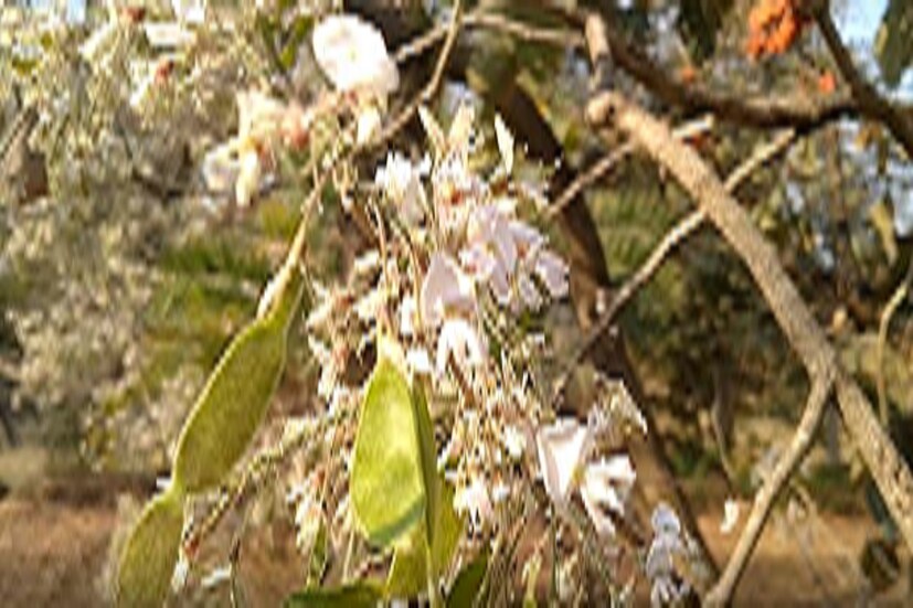 গাছটির মূল্যও নাকি লক্ষ লক্ষ টাকা তেমনটাই দাবি গাছের মালিকের। খবর পেয়ে শ্বেত পলাশ দেখতে গ্রামে ভিড় জমাচ্ছে বহু মানুষ। আর তাতেই চিন্তিত শ্বেত পলাশ গাছের মালিক। ইতিমধ্যেই শ্বেত পলাশ দেখতে গ্রামে ভিড় জমাচ্ছে বহু মানুষ। গ্রামবাসীরা চাইছে শ্বেত পলাশ গাছের নিরাপত্তার ব্যবস্থা করুক প্রশাসন। পুরুলিয়ার হুড়া ব্লক থেকে কয়েক কিলোমিটার দূরেই মতিপুর গ্রাম। খবর পেয়ে ইতিমধ্যেই সেই গ্রামে উদ্যান পালন দপ্তর ও পৌঁছে যায় ফুলের নমুনা সংগ্রহ করা হয়।